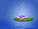 Water Lily illustration