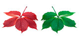 Red and green leaves (Virginia creeper leaf)