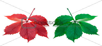 Red and green leaves (Virginia creeper leaf)
