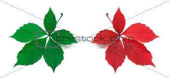 Green and red virginia creeper leaves