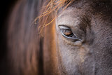 Horse head - close-up of eye