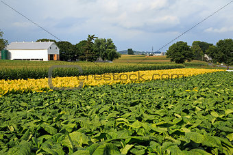 Pennsylvania Tobacco Field