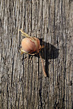 Hazelnut in shell on a wooden background