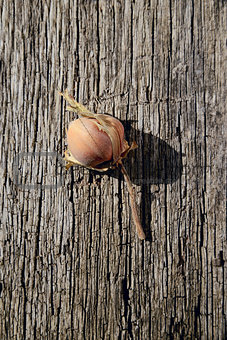 Hazelnut in shell on a wooden background