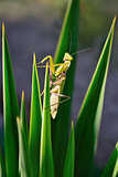 green mantis on the plant