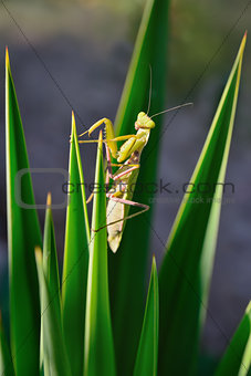 green mantis on the plant