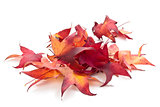 Colorful autumn leaves isolated on white background.