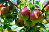 Ripe apples on the tree