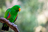 Beautiful green male Eclectus parrot