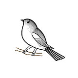 Hand drawn bird on a twig