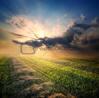 Beveled field of wheat