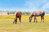 Horses in a  field