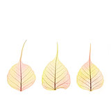 Three dry Autumn color Leaves - cell structure - isolated
