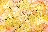 Colors of Autumn - Transparent  Leaves Background