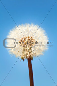 Dandelion on blue sky background 