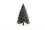 Digitally generated snowy fir tree