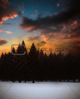 Fir tree forest in snowy landscape