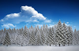 Fir tree forest in snowy landscape