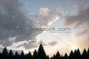 Snow falling on fir tree forest