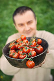 Tomato harvest