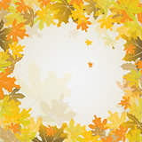 Maple autumn background, vector 