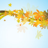 Maple autumn background, vector 