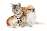 bengal cat and chihuahua