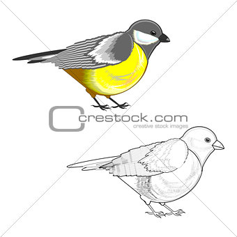 A titmouse isolated on a white background