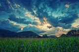 Cloud sky on grain field