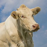 Portrait of a Blonde d'Aquitaine cow