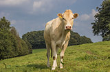 French cow Blonde d Aquitaine in a dutch landscape
