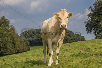 French cow Blonde d Aquitaine in a dutch landscape