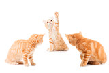 group of little Ginger british shorthair cats