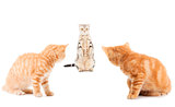 group of little Ginger british shorthair cats over whtie backgro
