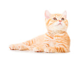 little Ginger british shorthair cats over white background