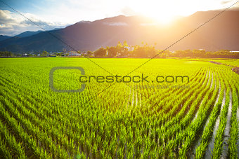 green rice field with cloud and mountain background