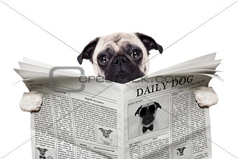 dog newspaper