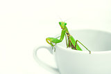 Green Mantis is posing on a white porcelain cup, close up, selec
