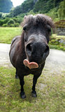 funny muzzle pony with heart shape tongue