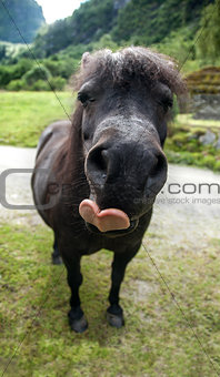 funny muzzle pony with heart shape tongue