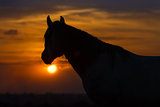 Horse against sunrise