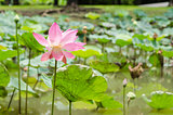 Lotus or Water lily flower
