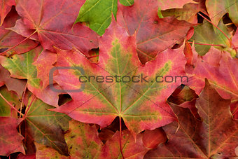 Red and green maple leaf on a background of fall foliage