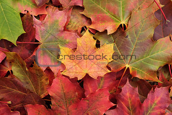 Yellow maple leaf on a heap of leaves