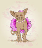 Small dog  in pink dress