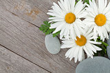 Daisy camomile flowers and sea stones