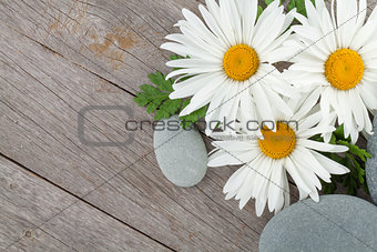 Daisy camomile flowers and sea stones