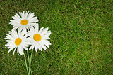 Three chamomile flowers over green grass