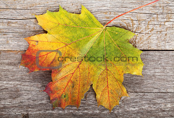 Colorful autumn maple leaf