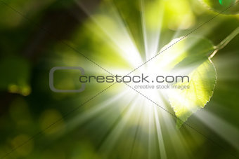 Abstract summer bokeh background